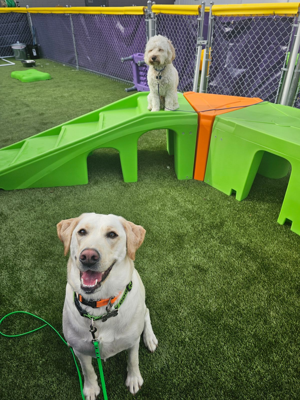 Dogs in the play area at Central Bark. (Photo courtesy of Central Bark Henrietta)