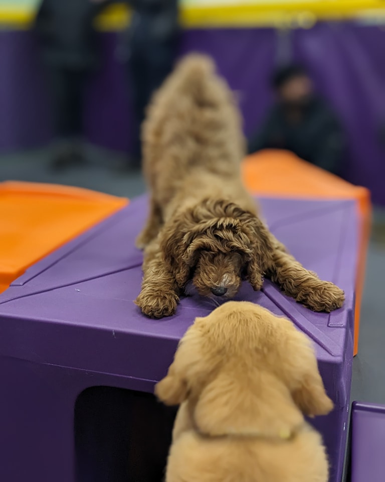 Dogs at play at Central Bark doggie day care in Henrietta. (Photo courtesy Central Bark Henrietta)
